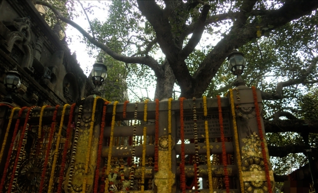 インド33日目：マハーボーディ寺院でありがたい菩提樹の葉をもらった
