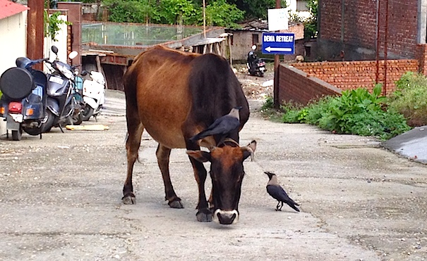 インドの牛とカラス