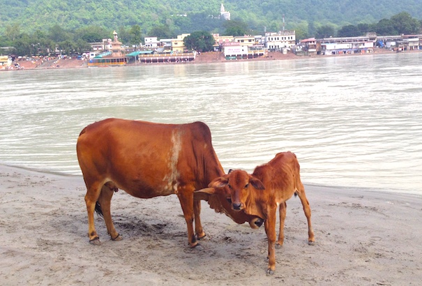 インド7日目：ガンジス川の上流で泳ぐ人たち
