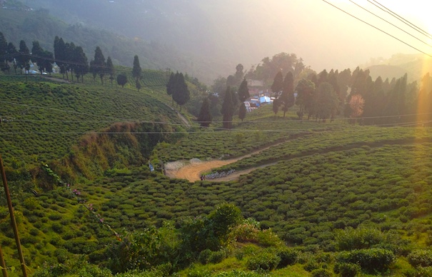 インド北東部4：ダージリン紅茶の試飲＆ハッピーバレー工場見学