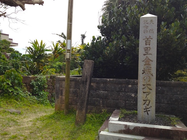 名護市のパワースポットひんぷんガジュマル 路線バスでも行けるよ トド旅ブログ 名護市のパワースポットひんぷんガジュマル 路線バスでも行けるよ トド旅ブログ