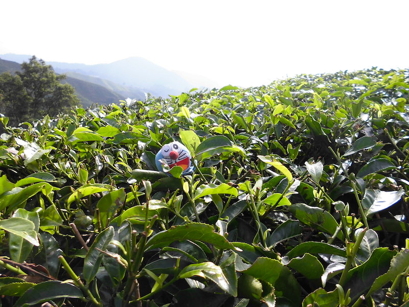 キャメロンハイランドの観光地リスト【マレーシア】 | トド旅ブログ